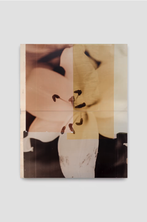 ALT : Photographie expérimentale Untitled Flower I de Nat Faulkner aux couleurs abstraites créées en chambre noire.